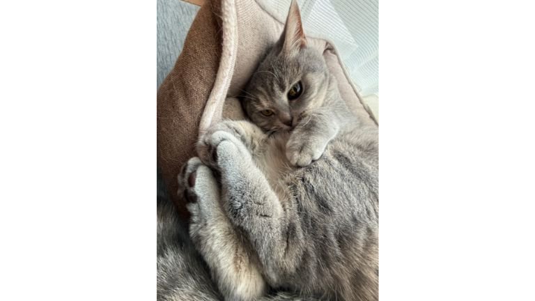 室内にいる猫