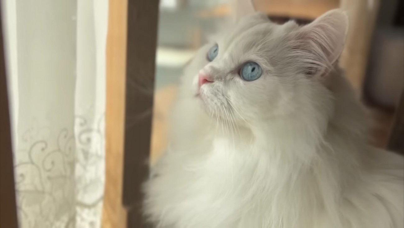 見つめる猫
