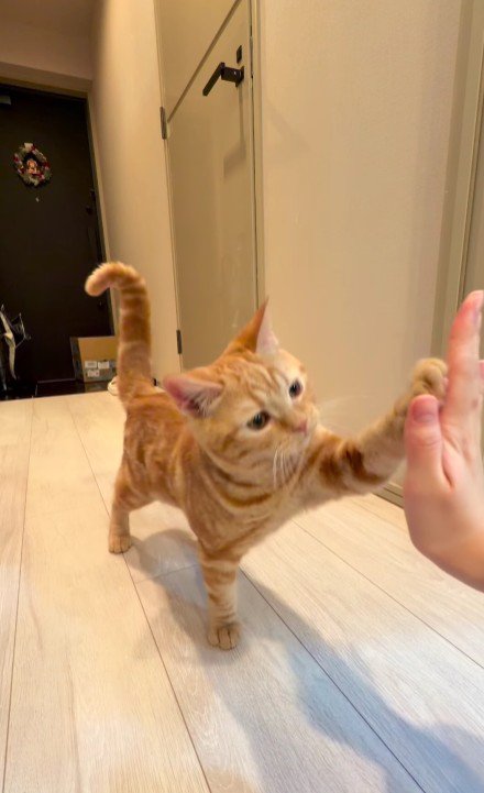 飼い主の手にタッチする猫