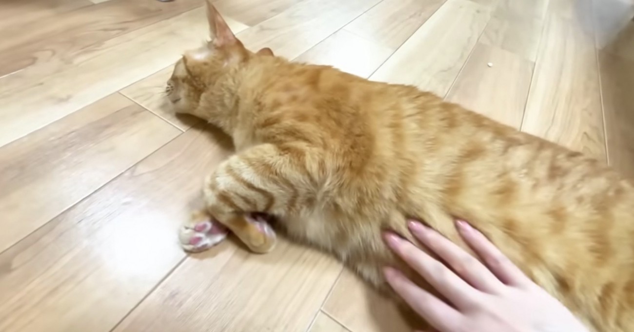 おなかをさわらせるまるとら