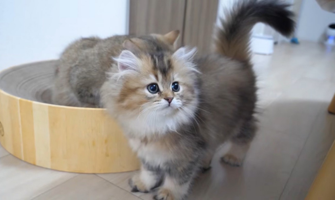2匹の猫