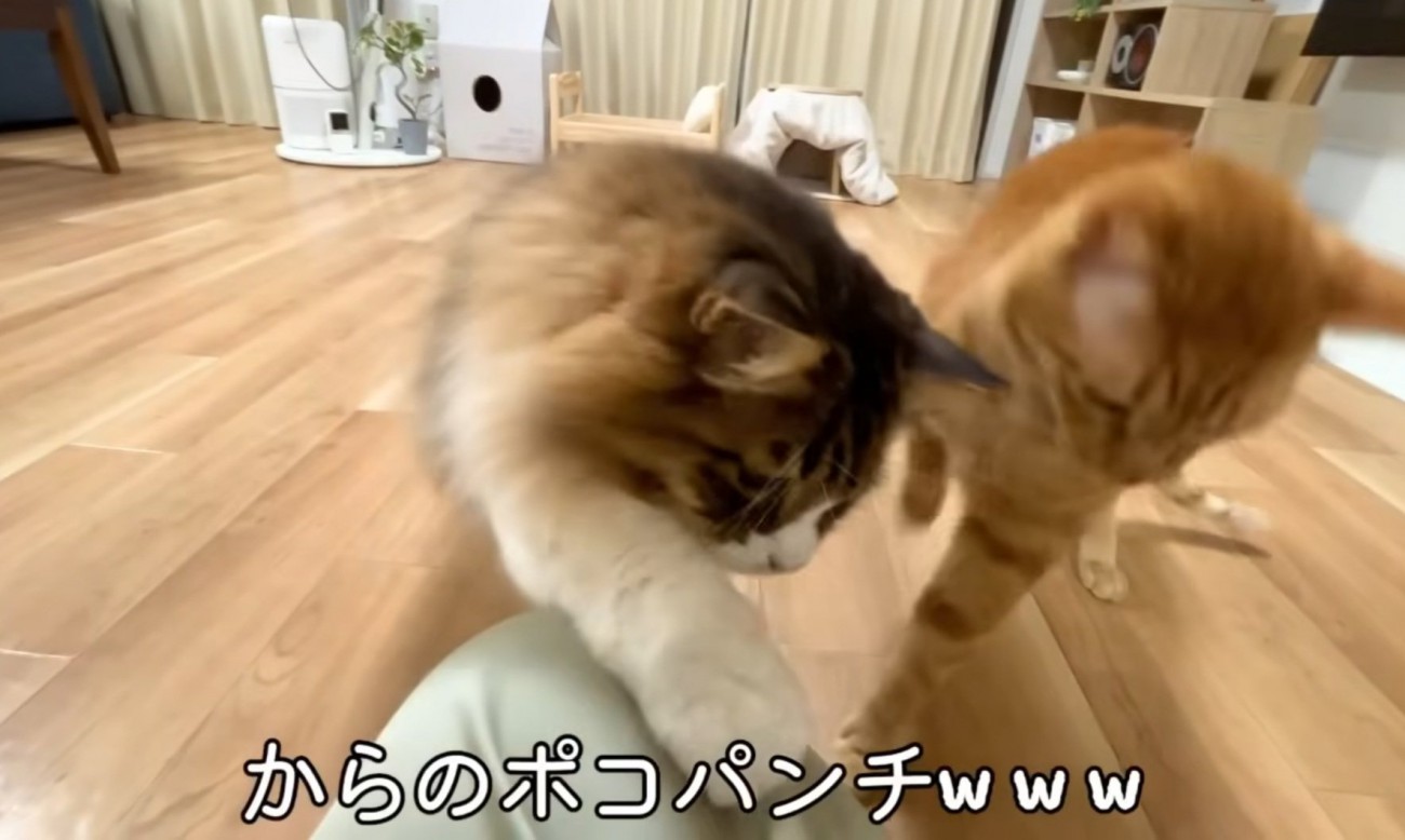 パンチを繰り出すぽこまるさん