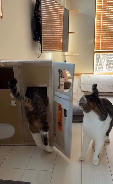 段ボールハウスの中に入ろうとしている猫とそれを見ている猫