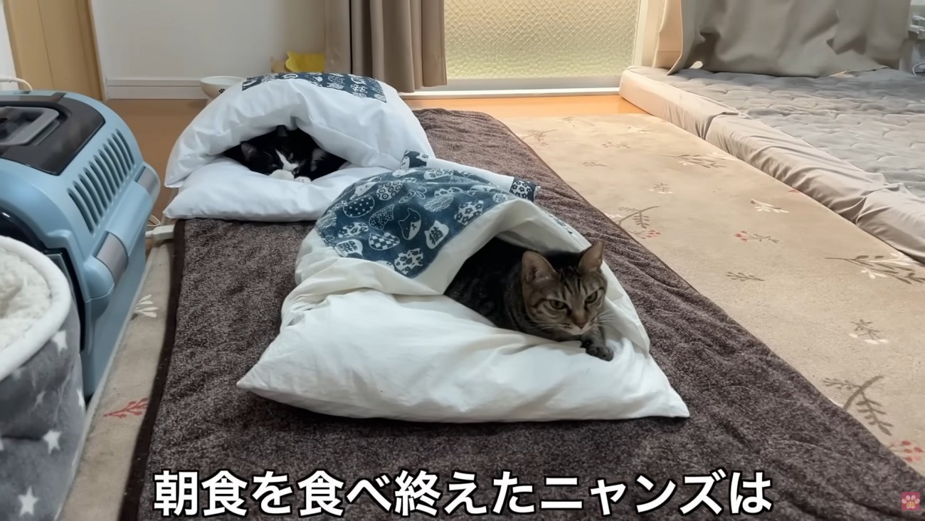 テロップ「朝食を～」