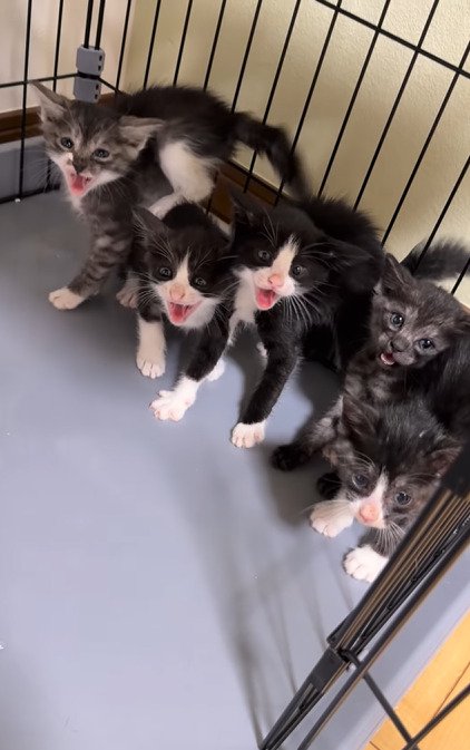 やんのかポーズの5匹の子猫