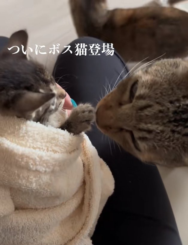 子猫の手の匂いを嗅いでいるキジトラ