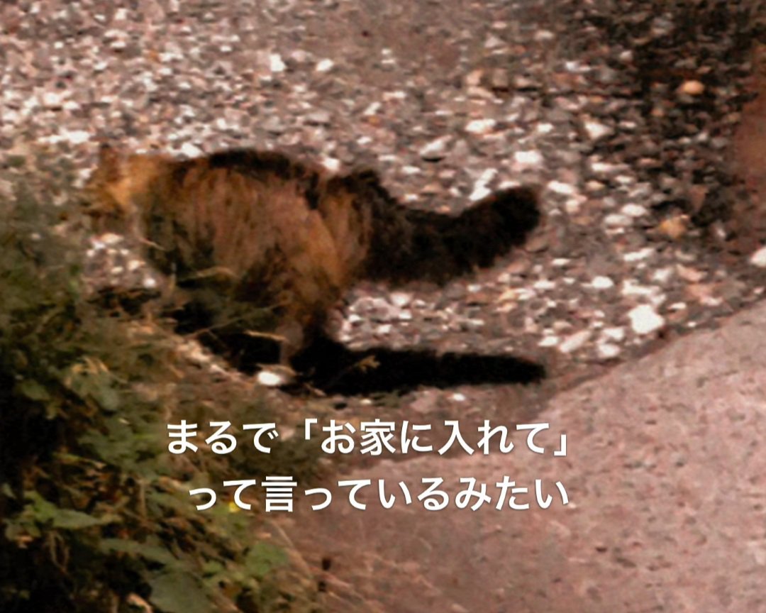 外に立っている猫の後ろ姿