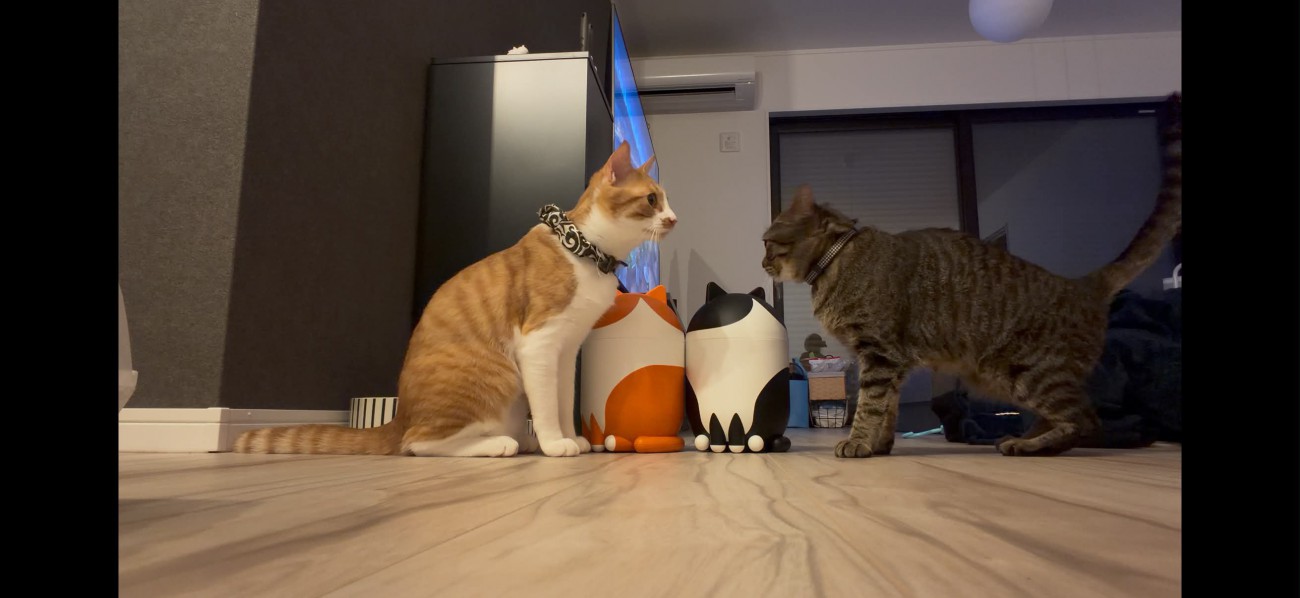 向き合っている2匹の猫