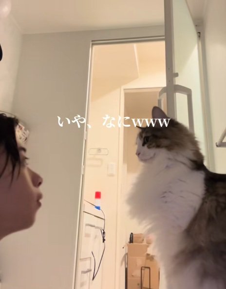 飼い主と向かい合って座っているノルウェージャンフォレストキャット