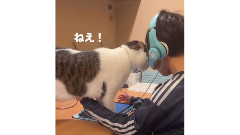 男の子と猫