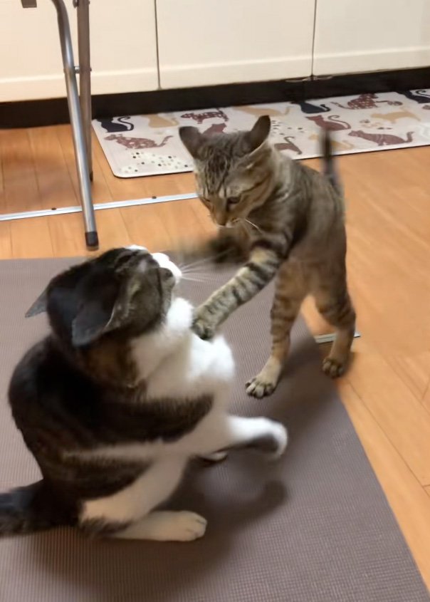 のしかかる猫