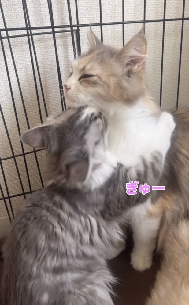 ママ猫に抱きつく子猫