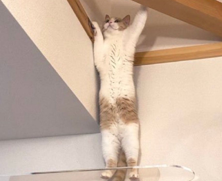 壁を掴む猫