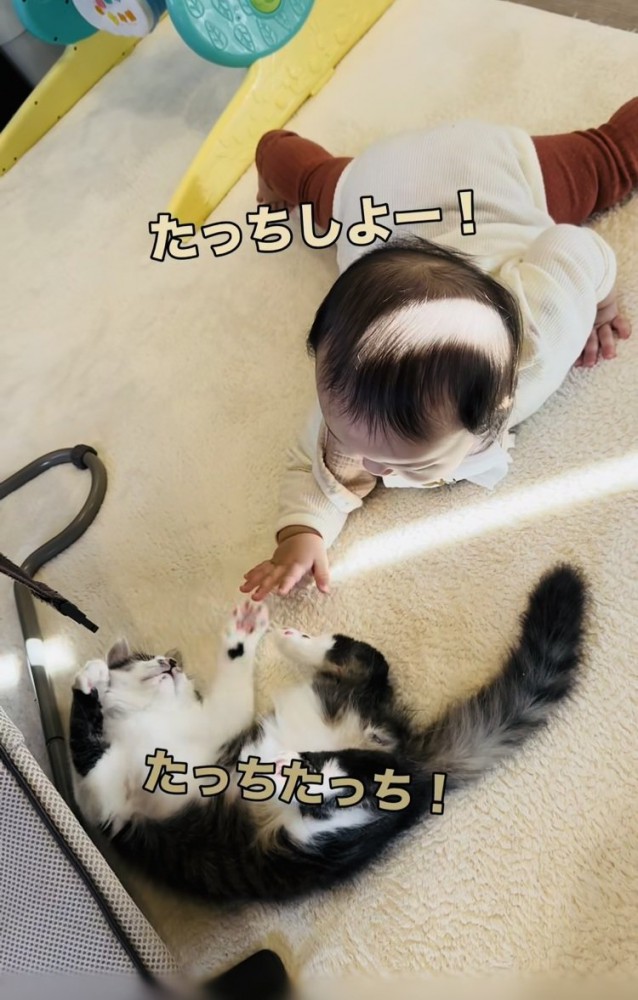 手と前足でタッチする赤ちゃんと子猫