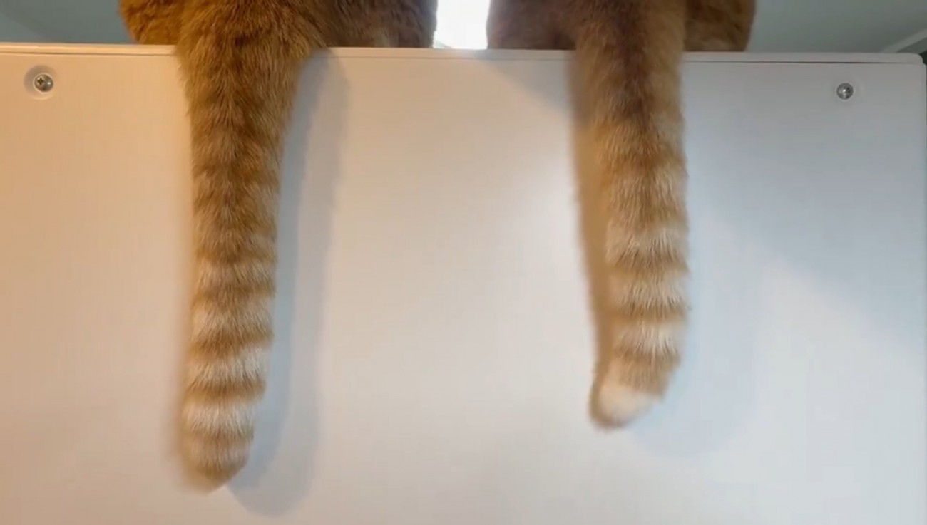 シッポを垂らす2匹