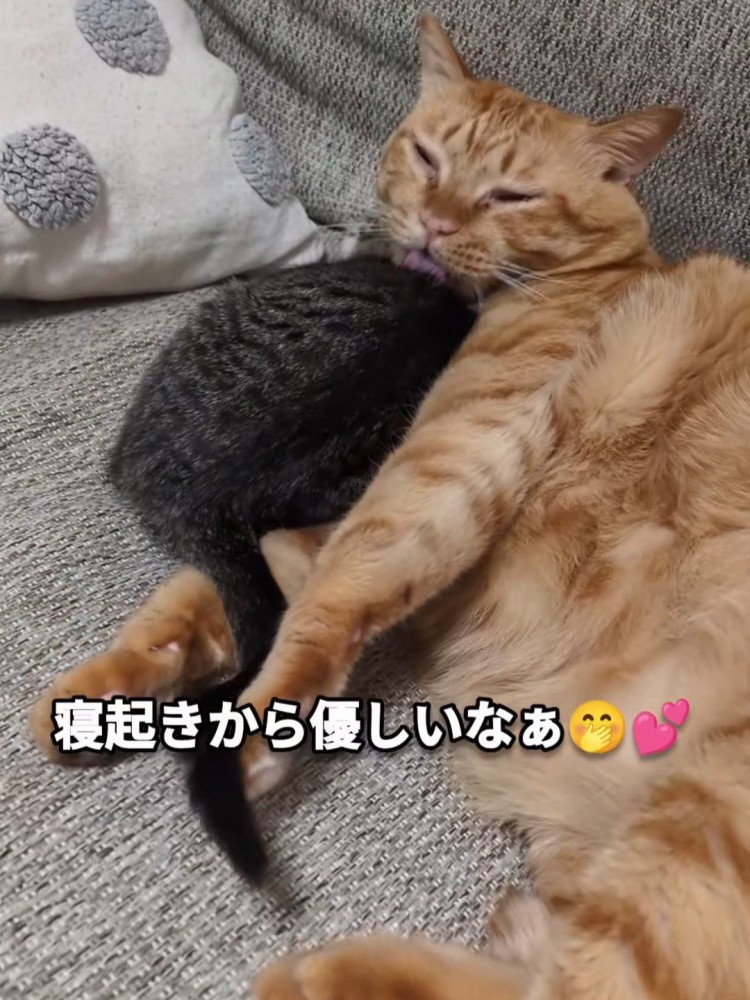 子猫をなめる成猫