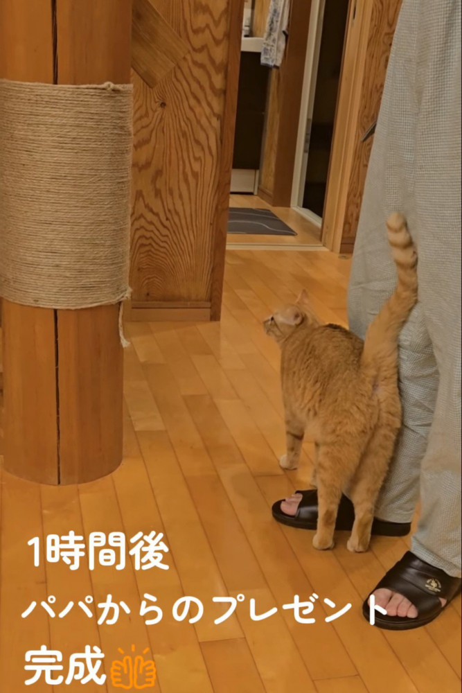 爪とぎを見る猫