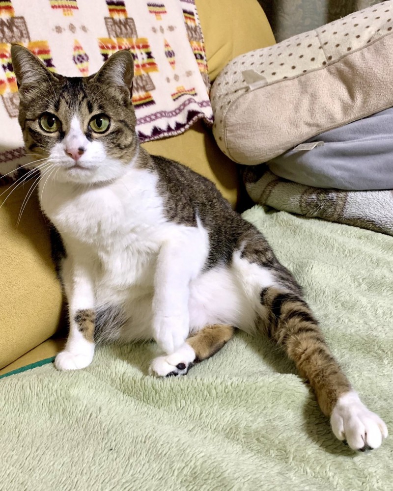 どや顔で左足を見せつけている猫