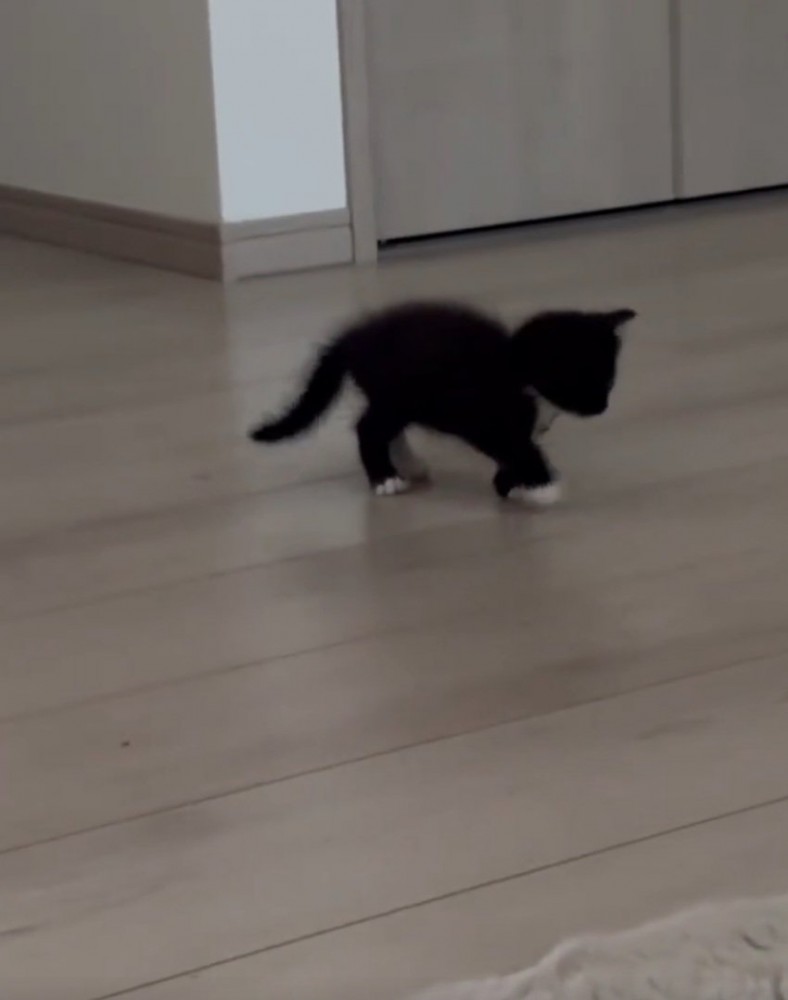 よちよち歩きの子猫