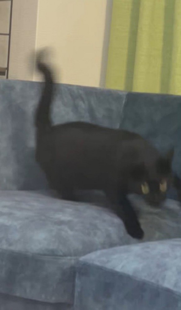 起き上がってソファから離れる猫