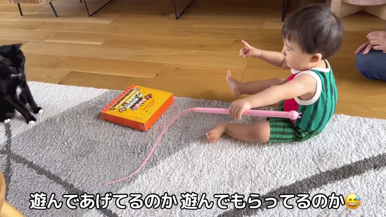 じゃらしで遊んでいる様子