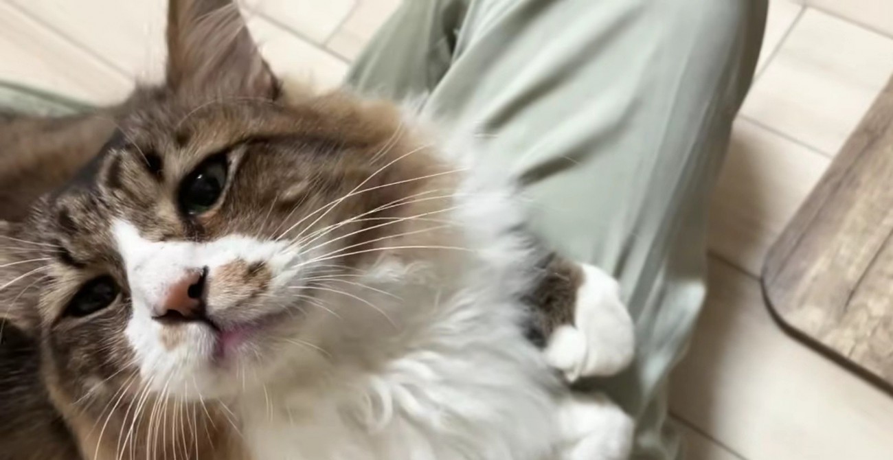飼い主の膝の上に座り情けない顔をした長毛猫