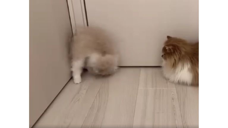 ドアの前の猫たち