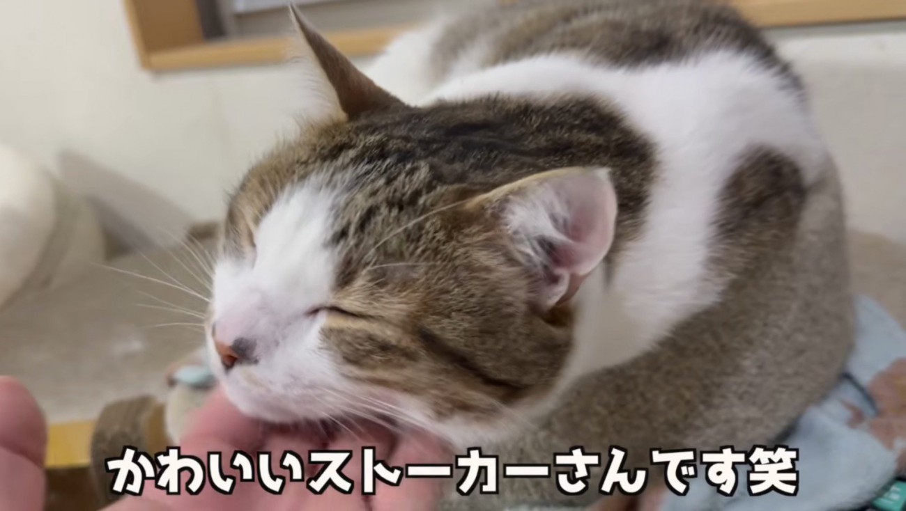 かわいいストーカーさん