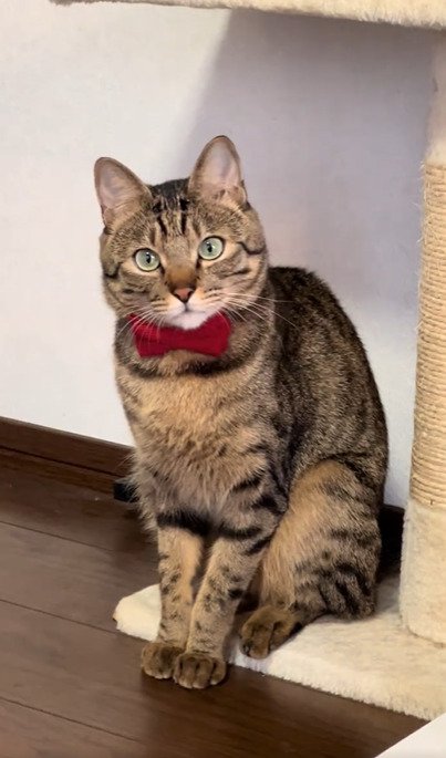 リボンをつけた猫