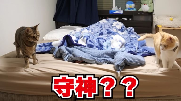 寝室に集まる猫