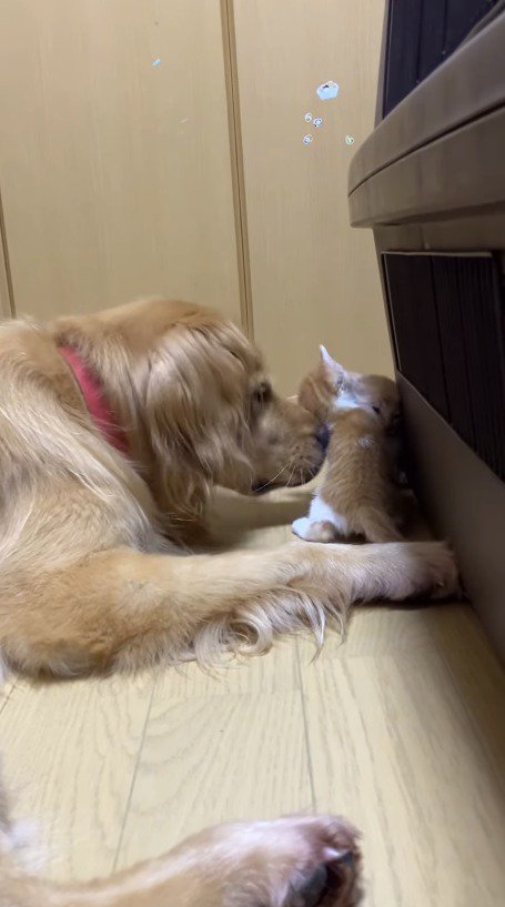 兄弟の子猫に飛びつく子猫