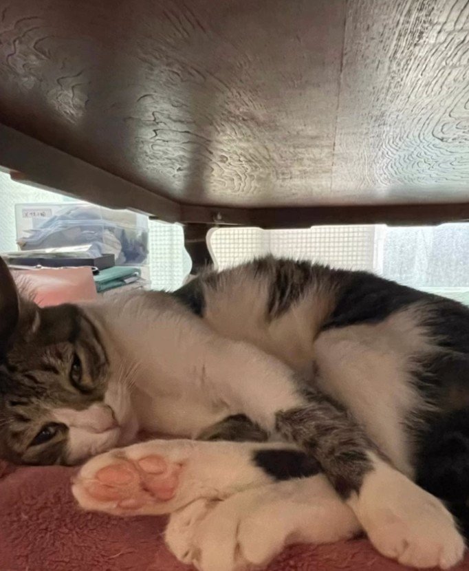 机の下にいる猫