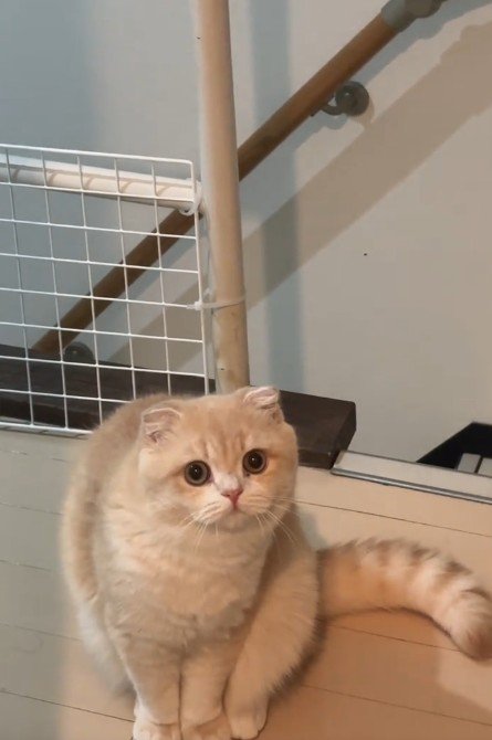 座っている猫
