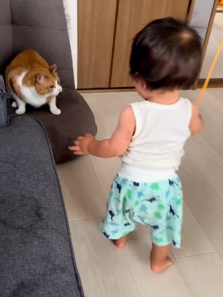 ソファーの上に乗る猫