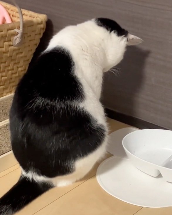 うなだれる猫