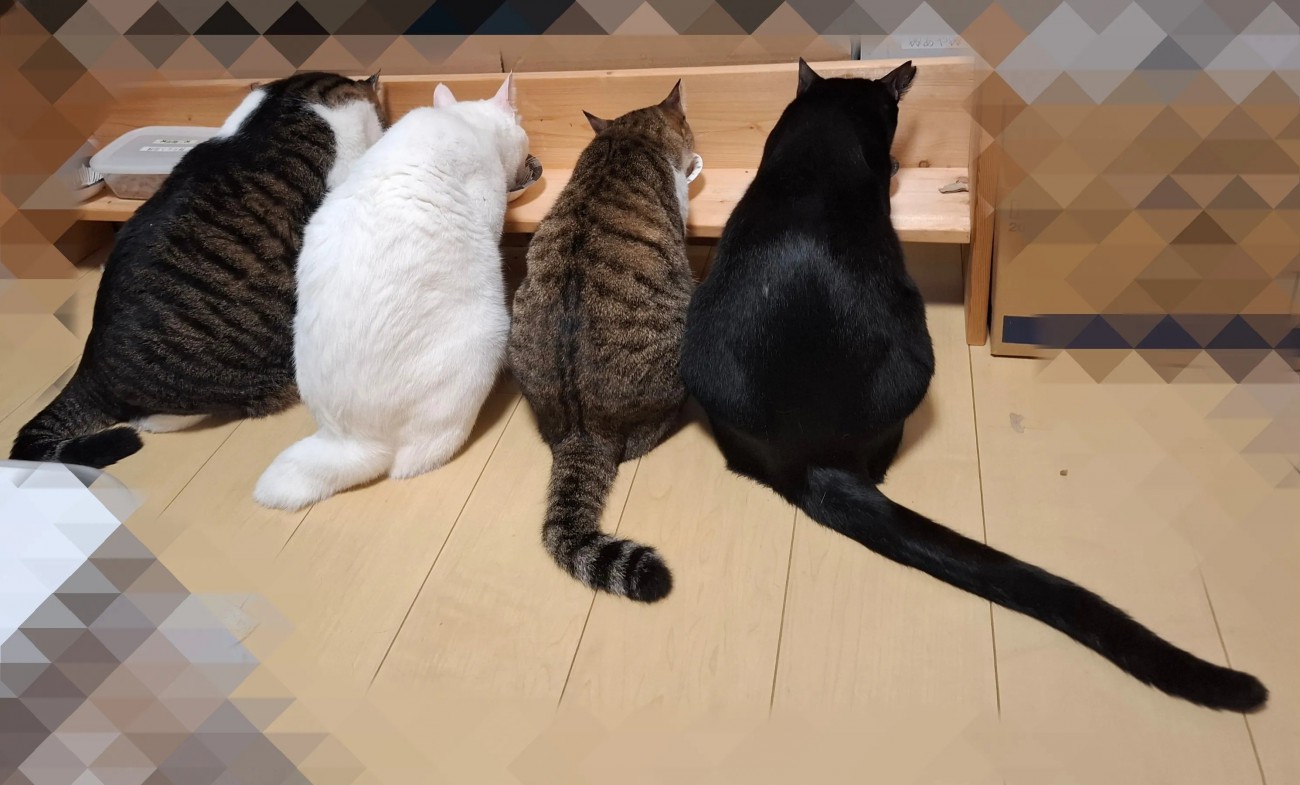 しっぽが長い猫