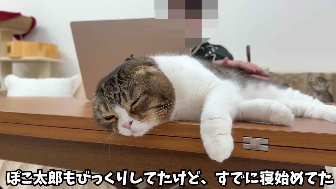 テーブルの上で寝ている猫