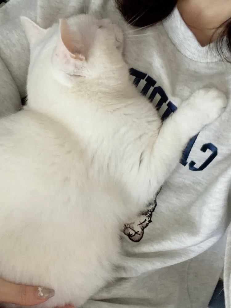 飼い主に抱きついて離れない白猫