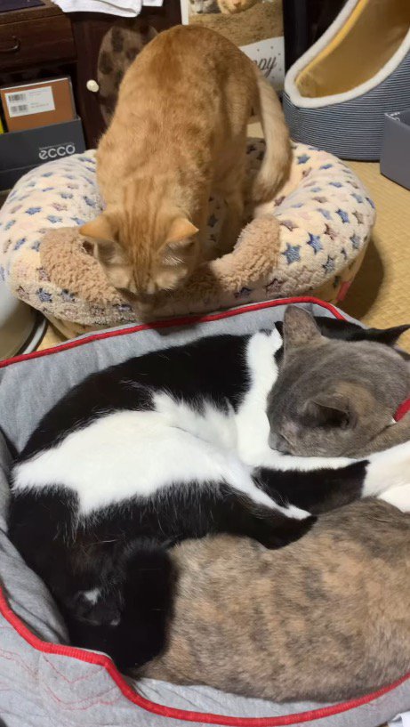 猫用ベッドで眠る2匹の猫を見つめる茶色い猫