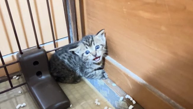 鳴いている子猫