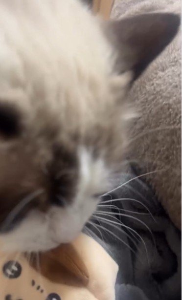 おもちゃを咥えている猫