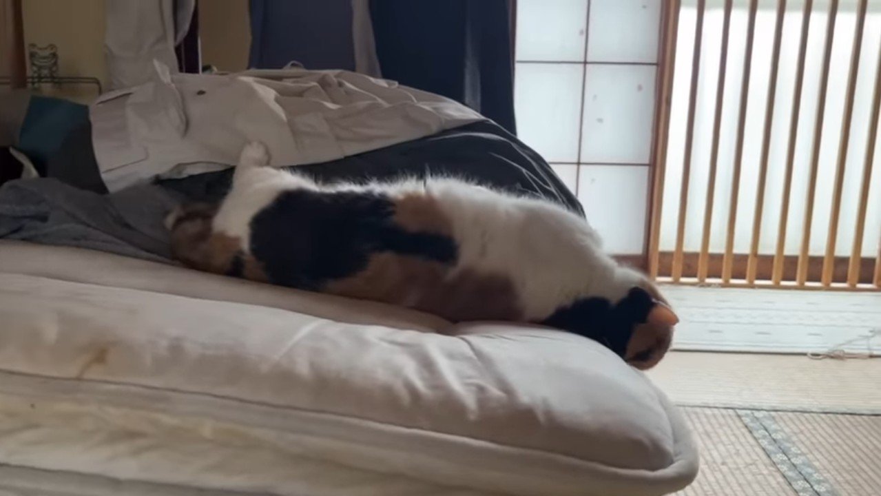 伸びた姿