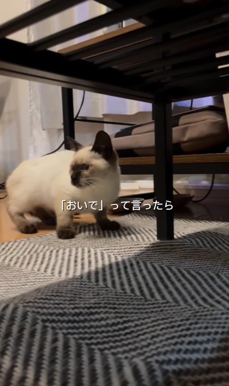 家に入ってきた猫