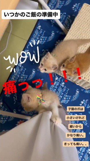 人の足をよじ登っている子猫