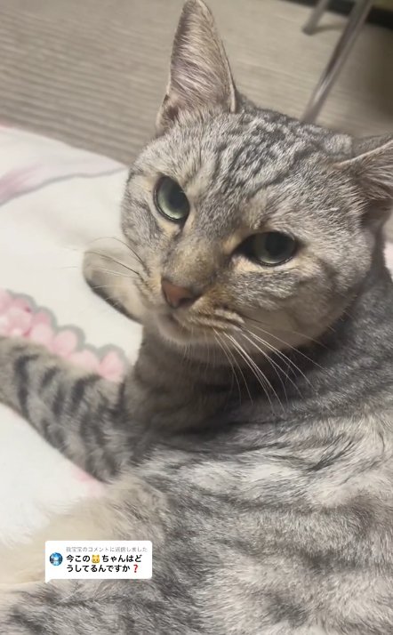 布団の上にいるサバトラの上半身アップ