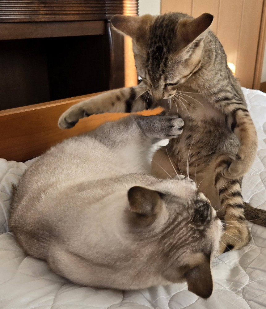 寝ころぶ猫に覆いかぶさるように立つ猫