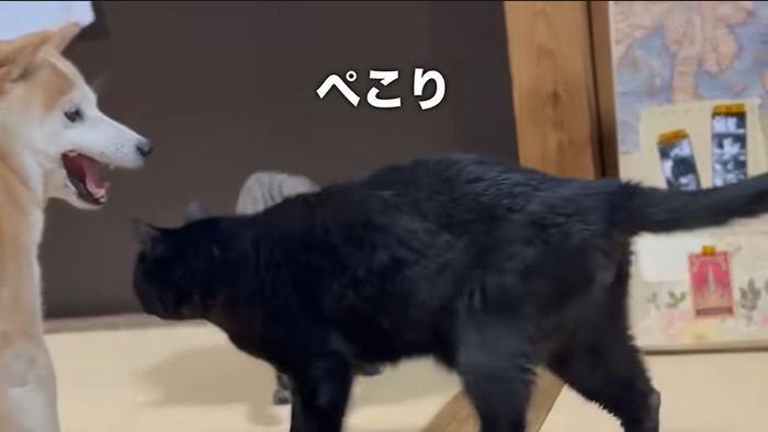 通り抜ける天ちゃん