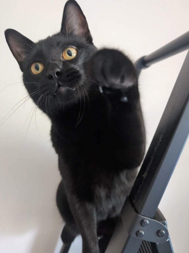 前足を出す猫