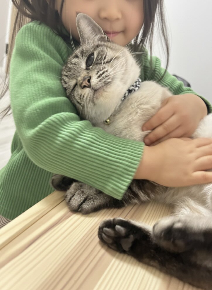 抱きしめられる猫