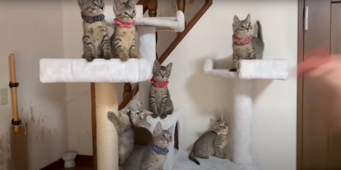 キャットタワーに登る猫